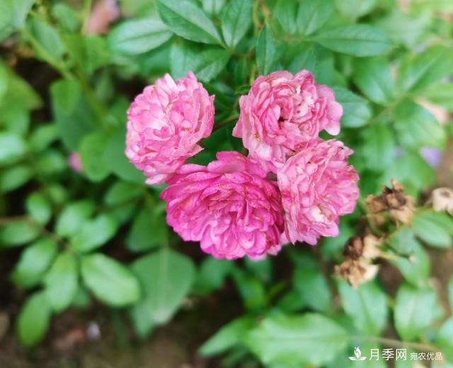 月季花殘花有必要剪嗎？月季花越剪越開(圖1)