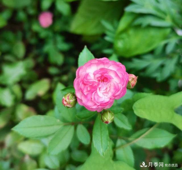 月季花殘花有必要剪嗎？月季花越剪越開(圖2)