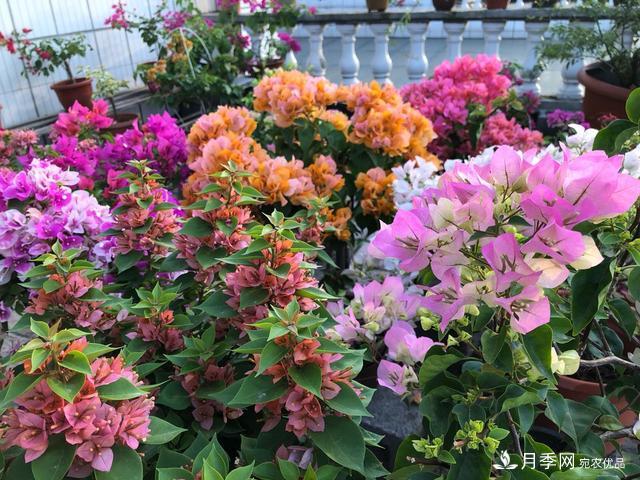 三角梅養(yǎng)護方法，花期長達200天，花色鮮艷變花園(圖1)