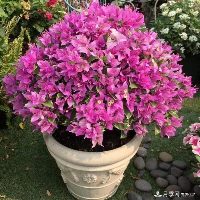 三角梅養(yǎng)護方法，花期長達200天，花色鮮艷變花園(圖3)