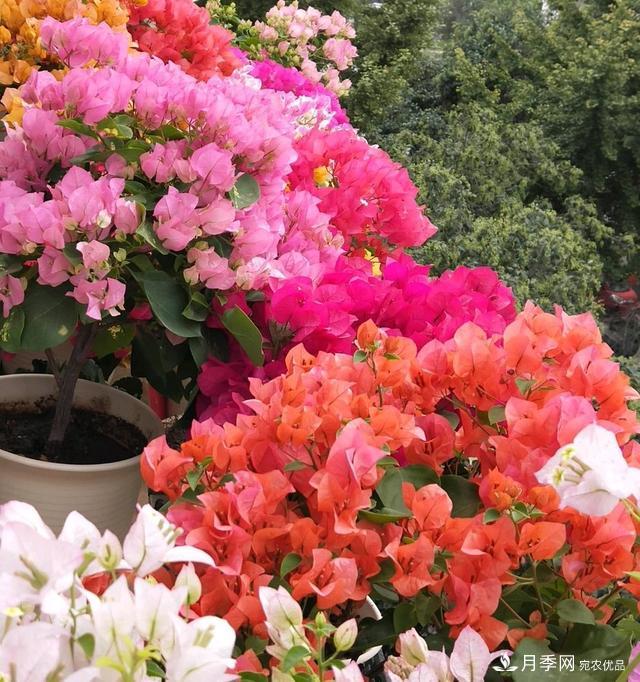 三角梅養(yǎng)護方法，花期長達200天，花色鮮艷變花園(圖2)