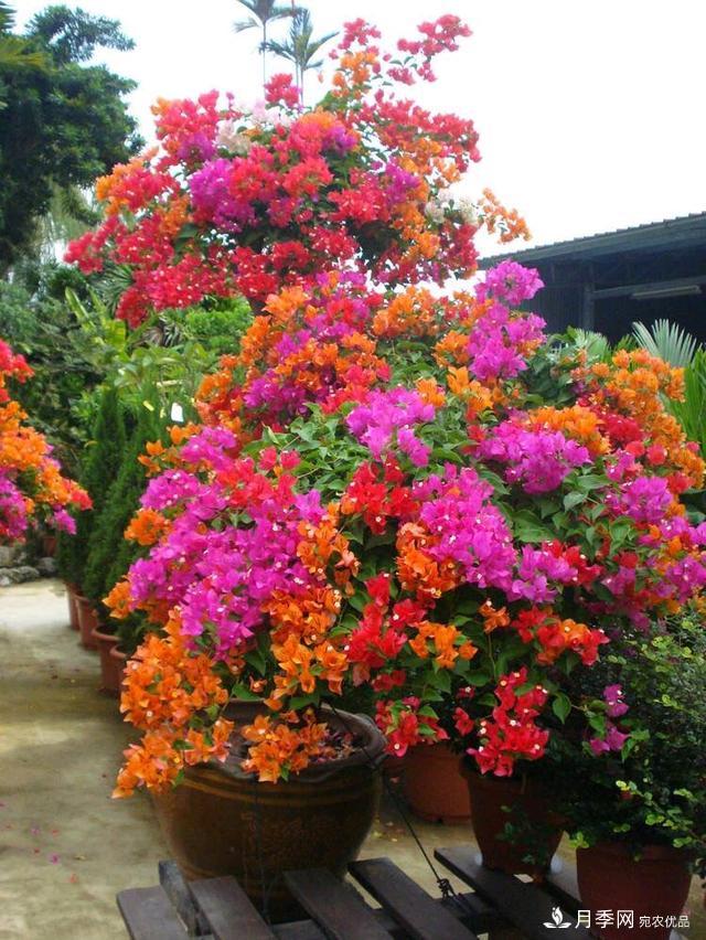 三角梅養(yǎng)護方法，花期長達200天，花色鮮艷變花園(圖5)