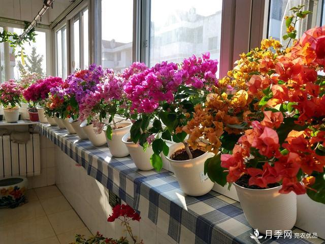 三角梅養(yǎng)護方法，花期長達200天，花色鮮艷變花園(圖4)
