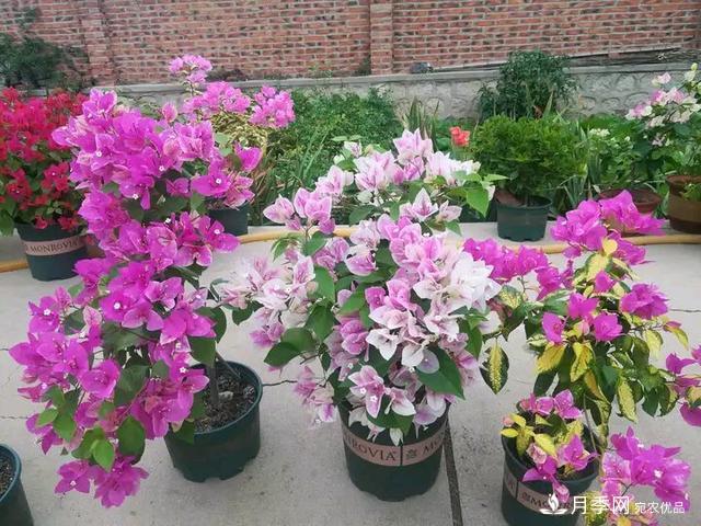 三角梅養(yǎng)護方法，花期長達200天，花色鮮艷變花園(圖6)