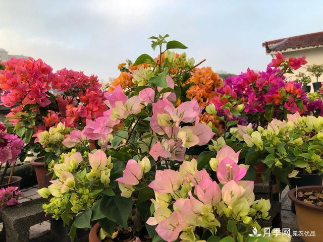 三角梅養(yǎng)護方法，花期長達200天，花色鮮艷變花園(圖7)