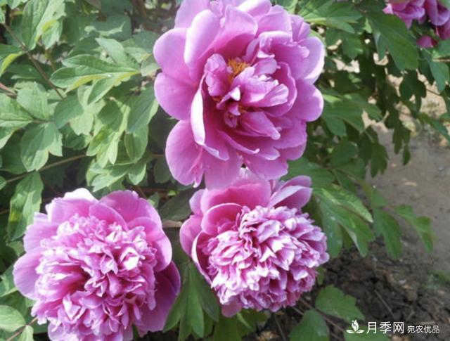 有一種花栽培歷史已有1500年，有國(guó)色天香之稱，花朵艷麗(圖1)
