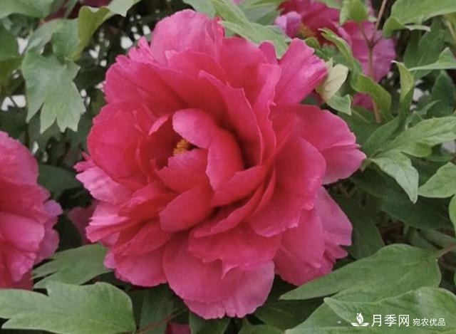 有一種花栽培歷史已有1500年，有國(guó)色天香之稱，花朵艷麗(圖2)
