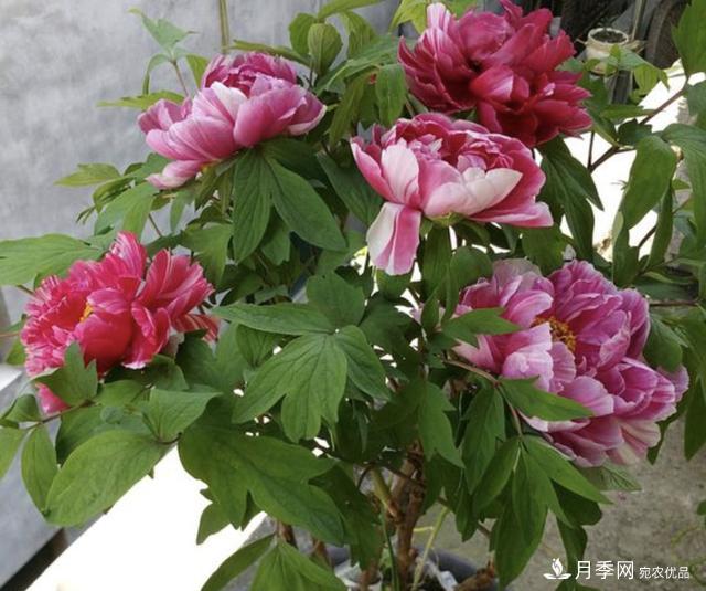 有一種花栽培歷史已有1500年，有國(guó)色天香之稱，花朵艷麗(圖3)