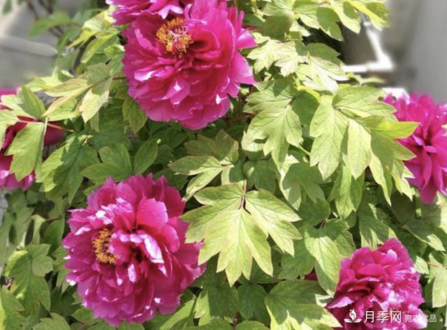 有一種花栽培歷史已有1500年，有國(guó)色天香之稱，花朵艷麗(圖4)