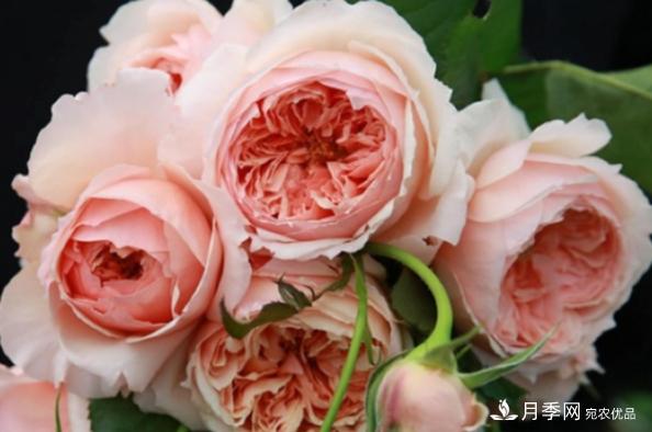 月季夏天會(huì)變丑？這8種耐熱月季，越開越好看！(圖7)