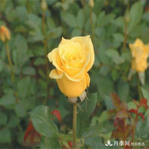 切花月季如何栽培管理？切花月季白粉病如何防治？(圖1)
