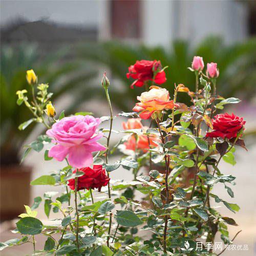 盆栽月季花花期調(diào)控管理如何做？(圖1)
