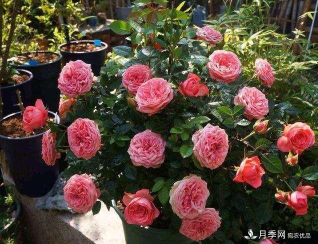 月季病害多開花少？這2件事養(yǎng)護要常做，葉茂花更旺(圖1)
