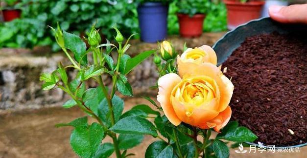 月季病害多開花少？這2件事養(yǎng)護要常做，葉茂花更旺(圖3)