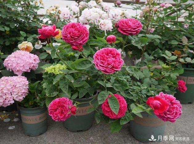 月季花這么漂亮，為什么有人說不能種在家里呢(圖3)