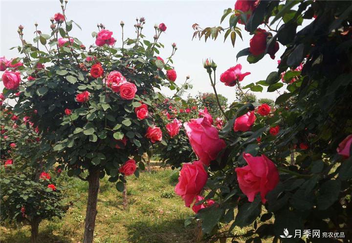 古樁月季樹(shù)開(kāi)花少的原因是什么？(圖1)