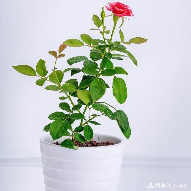 怎么分辨月季的盲枝？月季花盲枝原因以及處理方法(圖2)