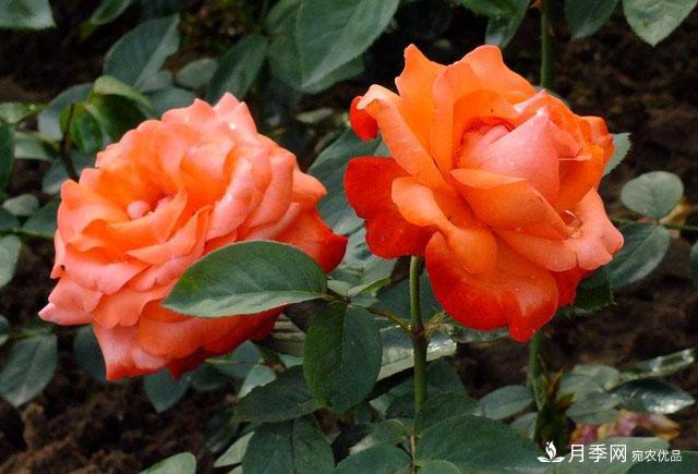 怎么分辨月季的盲枝？月季花盲枝原因以及處理方法(圖1)