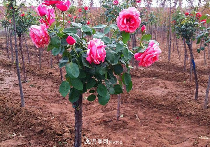 2.3.4.5.6公分內(nèi)鄉(xiāng)樹狀月季基地全網(wǎng)低價批發(fā)(圖3)