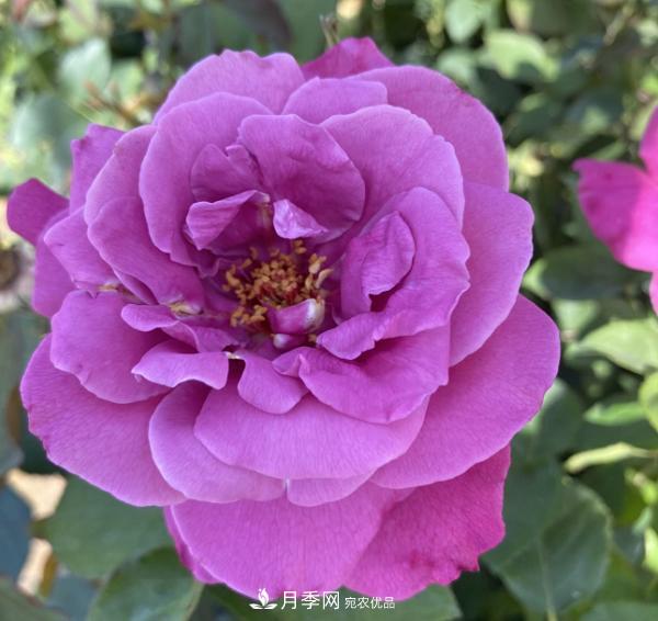 關(guān)于月季花顏色寓意，你不知道的二三事(圖4)