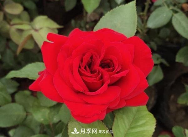 關(guān)于月季花顏色寓意，你不知道的二三事(圖1)