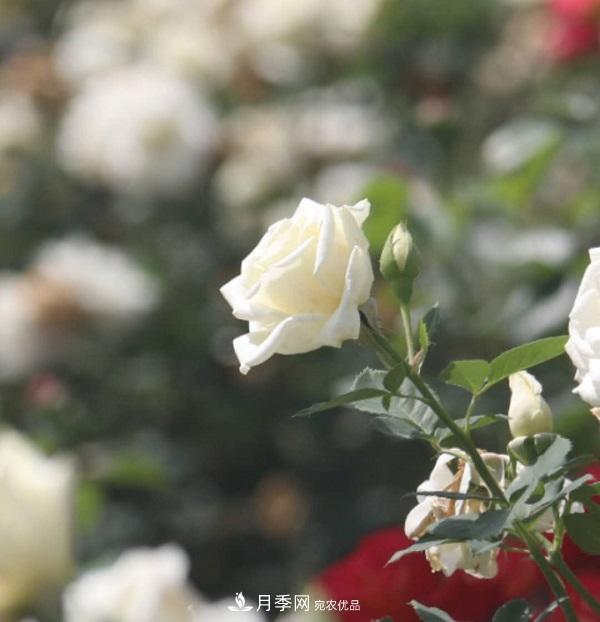 關(guān)于月季花顏色寓意，你不知道的二三事(圖2)