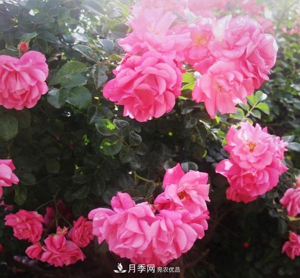 關(guān)于月季花顏色寓意，你不知道的二三事(圖3)