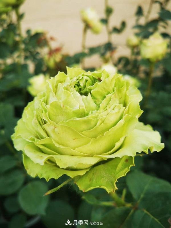 關(guān)于月季花顏色寓意，你不知道的二三事(圖6)
