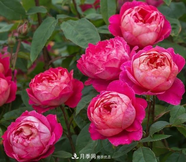 不同品種月季間隔多遠(yuǎn)種一顆***合適？太稀影響開花效果，太密植株長勢不好(圖1)