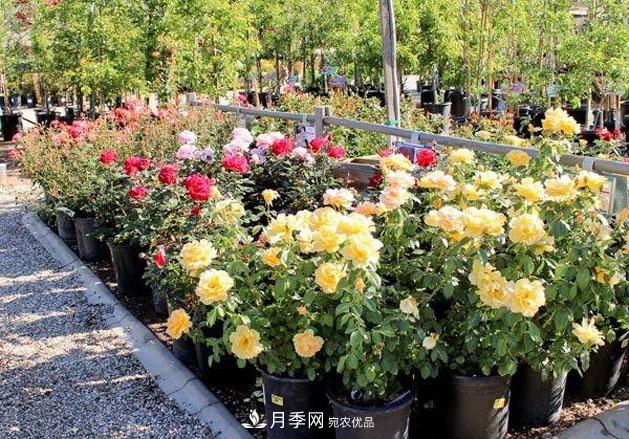 不同品種月季間隔多遠(yuǎn)種一顆***合適？太稀影響開花效果，太密植株長勢不好(圖4)