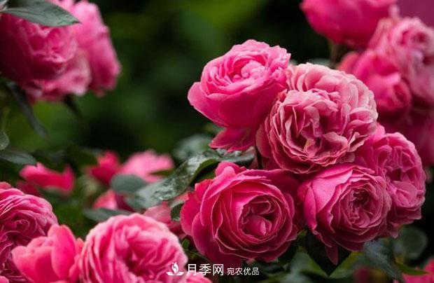 單花期***長(zhǎng)的月季品種推薦幾個(gè)，***久能開一個(gè)多月(圖4)