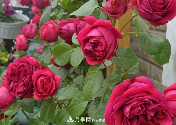單花期***長(zhǎng)的月季品種推薦幾個(gè)，***久能開一個(gè)多月(圖5)