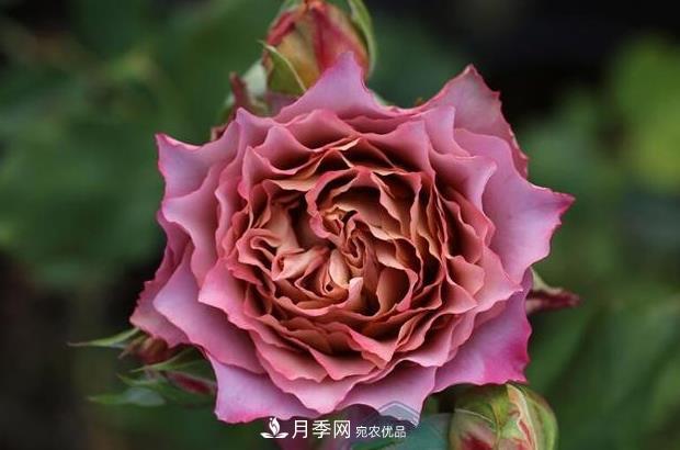單花期***長(zhǎng)的月季品種推薦幾個(gè)，***久能開一個(gè)多月(圖7)