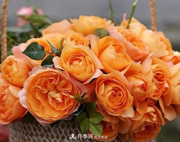單花期***長(zhǎng)的月季品種推薦幾個(gè)，***久能開一個(gè)多月(圖9)