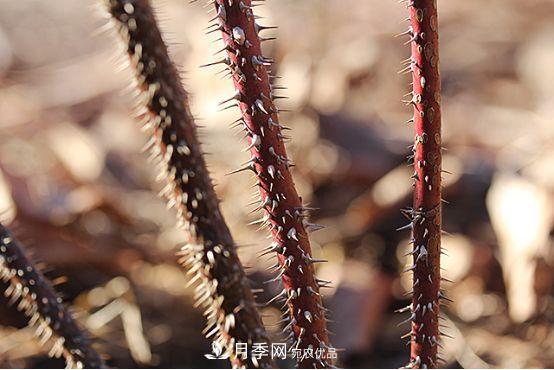 玫瑰、月季分不清？你買的玫瑰可能都是月季！(圖2)