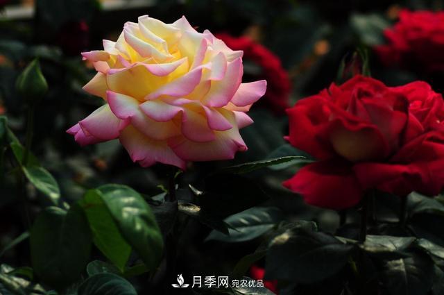 玫瑰、月季分不清？你買的玫瑰可能都是月季！(圖1)