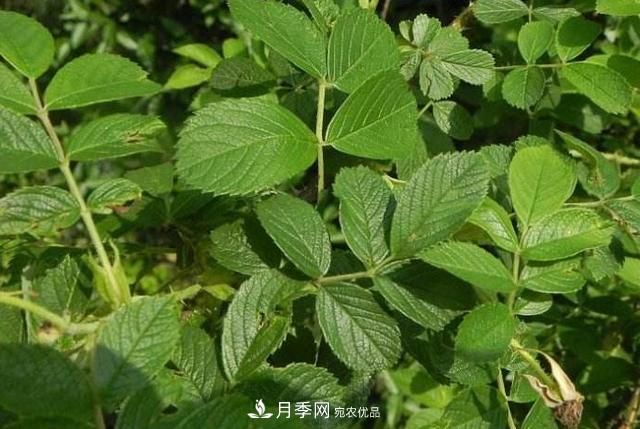 玫瑰、月季分不清？你買的玫瑰可能都是月季！(圖3)