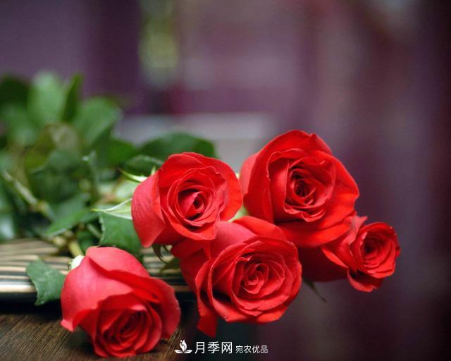玫瑰、月季分不清？你買的玫瑰可能都是月季！(圖5)