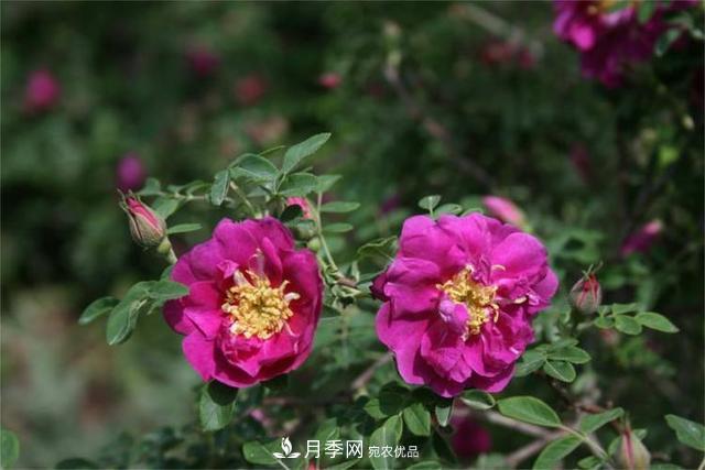 玫瑰、月季分不清？你買的玫瑰可能都是月季！(圖4)