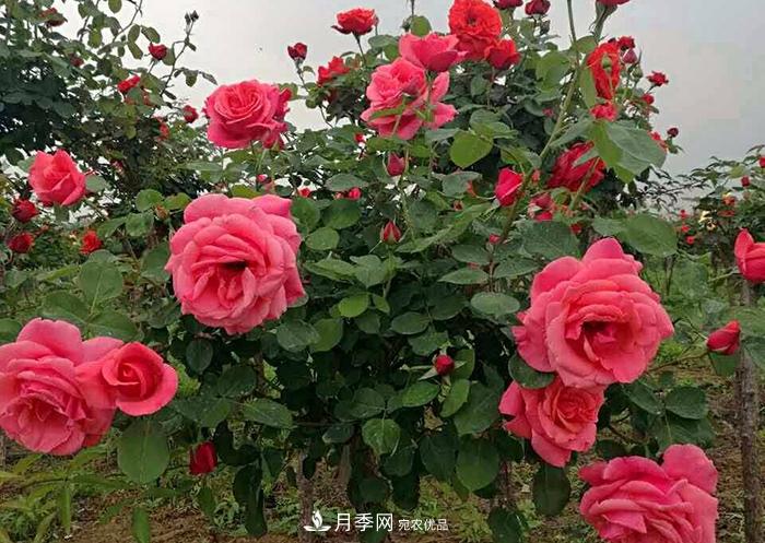美麗的南陽(yáng)月季！新時(shí)代的科學(xué)技術(shù)樹(shù)狀嫁接改變了月季的命運(yùn)(圖1)