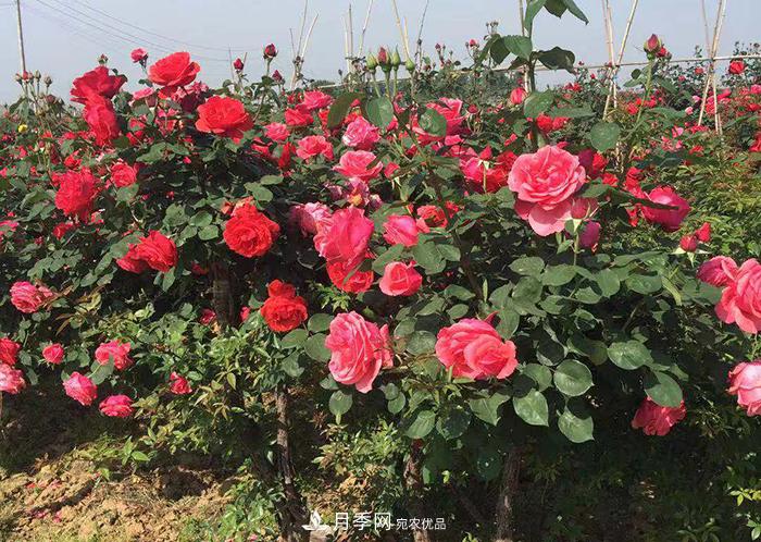 美麗的南陽(yáng)月季！新時(shí)代的科學(xué)技術(shù)樹(shù)狀嫁接改變了月季的命運(yùn)(圖2)
