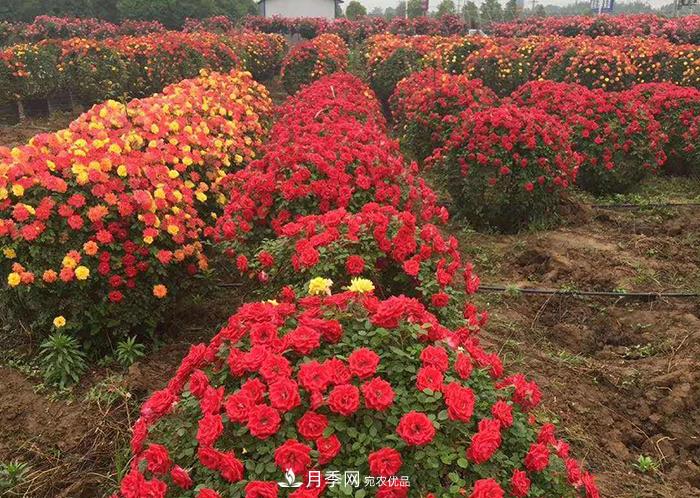 美麗的南陽(yáng)月季！新時(shí)代的科學(xué)技術(shù)樹(shù)狀嫁接改變了月季的命運(yùn)(圖5)