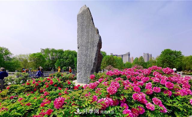 山東有三大花都，盛產(chǎn)牡丹、月季、玫瑰，看看是哪里(圖1)