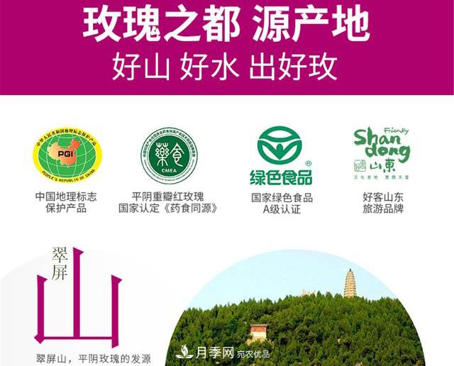 山東有三大花都，盛產(chǎn)牡丹、月季、玫瑰，看看是哪里(圖4)