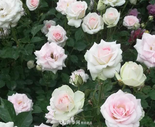 北京自主培育月季品種再添4名新成員，還有個(gè)“可愛冰淇淋”(圖1)