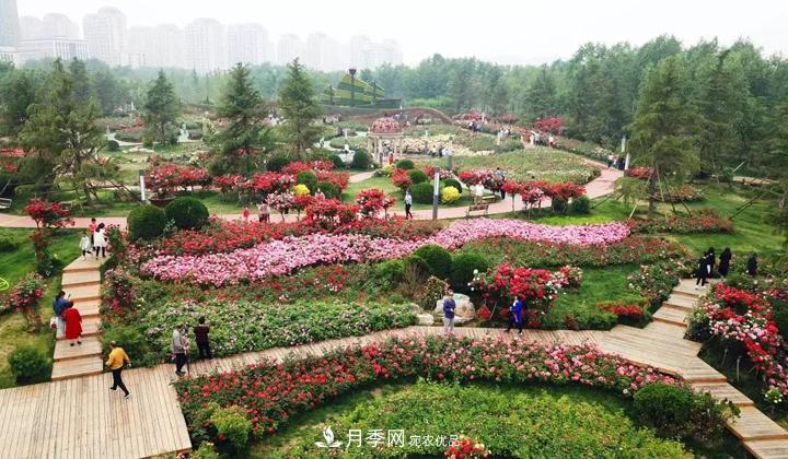 提升月季景觀，月季補植為河北廊坊城區(qū)綠化“錦上添花”(圖1)