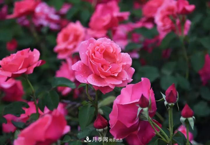 提升月季景觀，月季補植為河北廊坊城區(qū)綠化“錦上添花”(圖2)