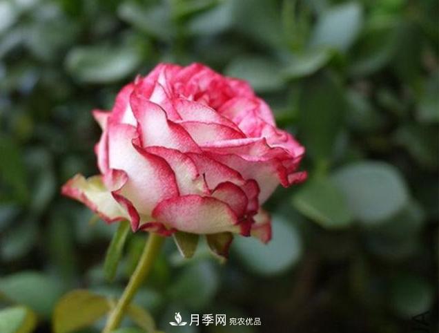 月季為什么老是死掉養(yǎng)不活？十大護身符趕緊拿走用(圖1)