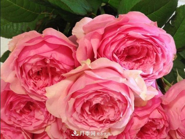 月季為什么老是死掉養(yǎng)不活？十大護身符趕緊拿走用(圖2)