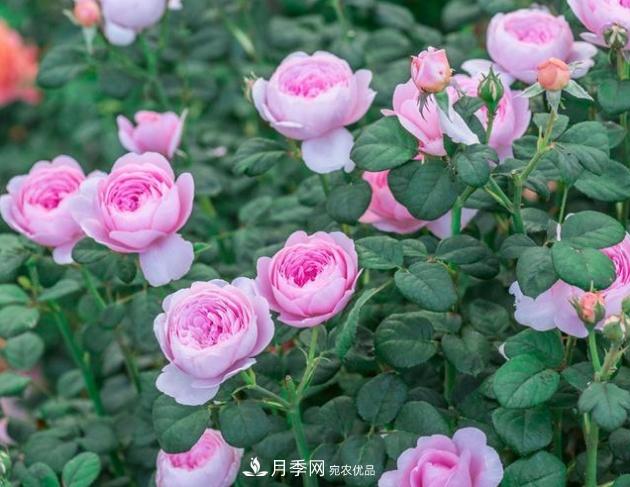 月季為什么老是死掉養(yǎng)不活？十大護身符趕緊拿走用(圖3)